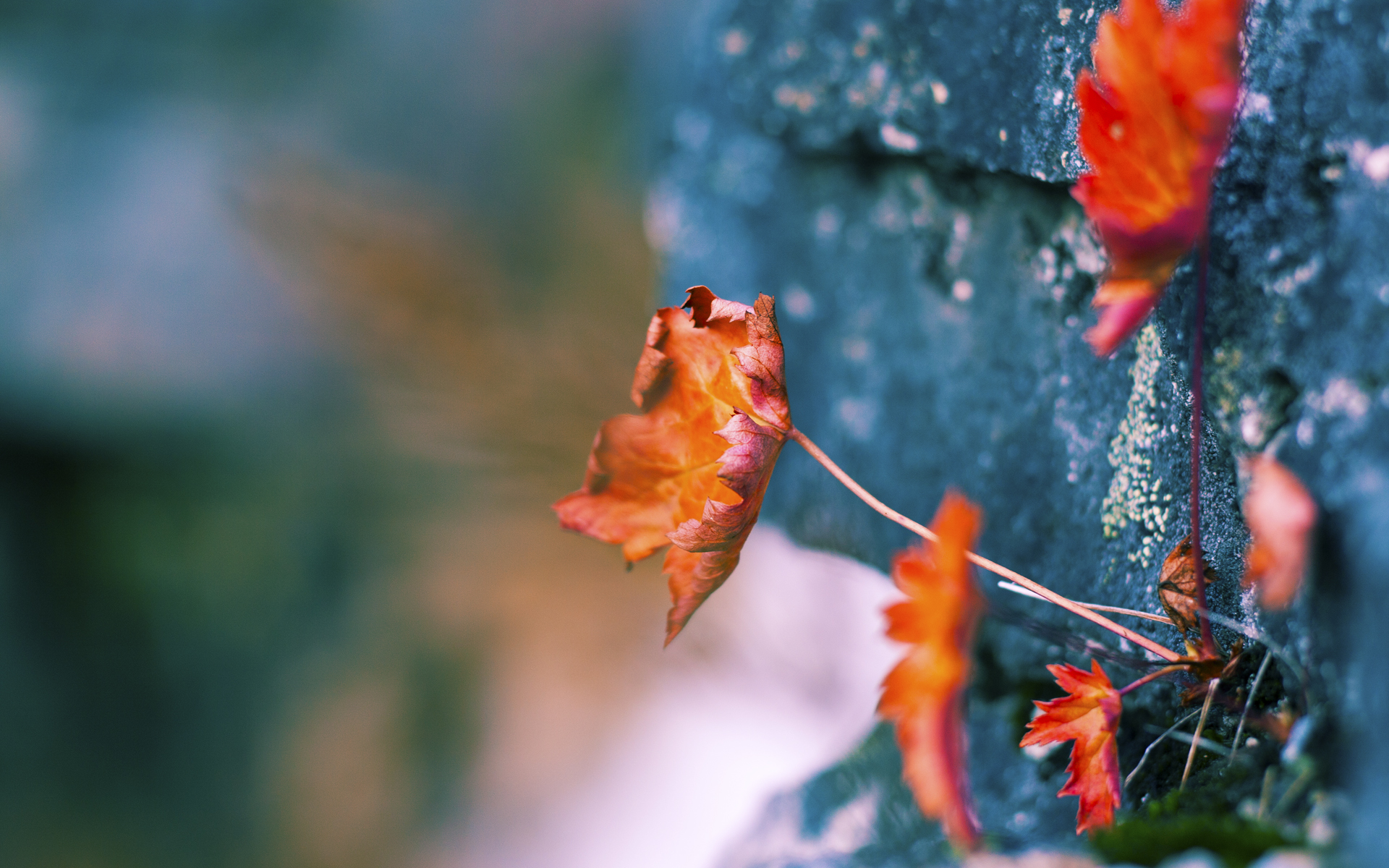 _绿军锋线发威，狂刷数据零失误_，绿军战绩