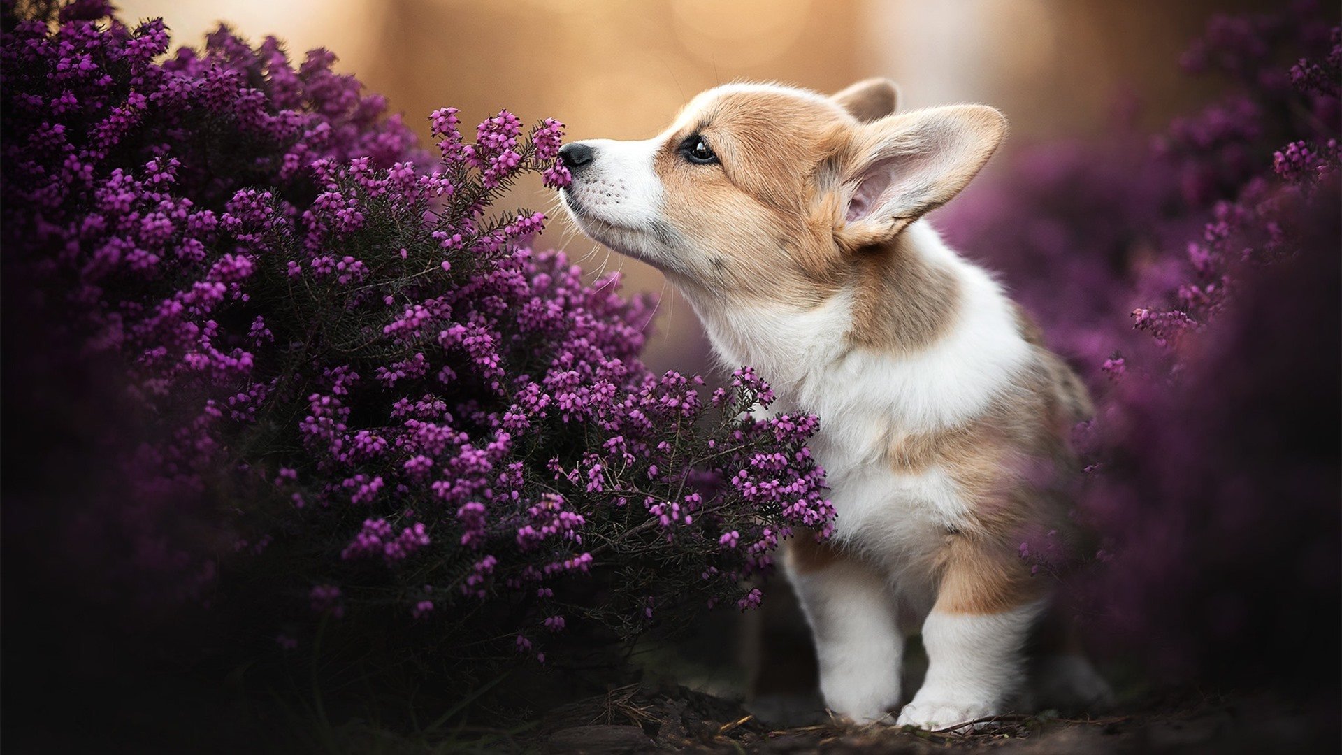 《电竞行业“黑马”项目:创新创业新风口》,电竞产业项目